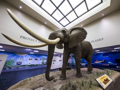 Elephant.jpg
