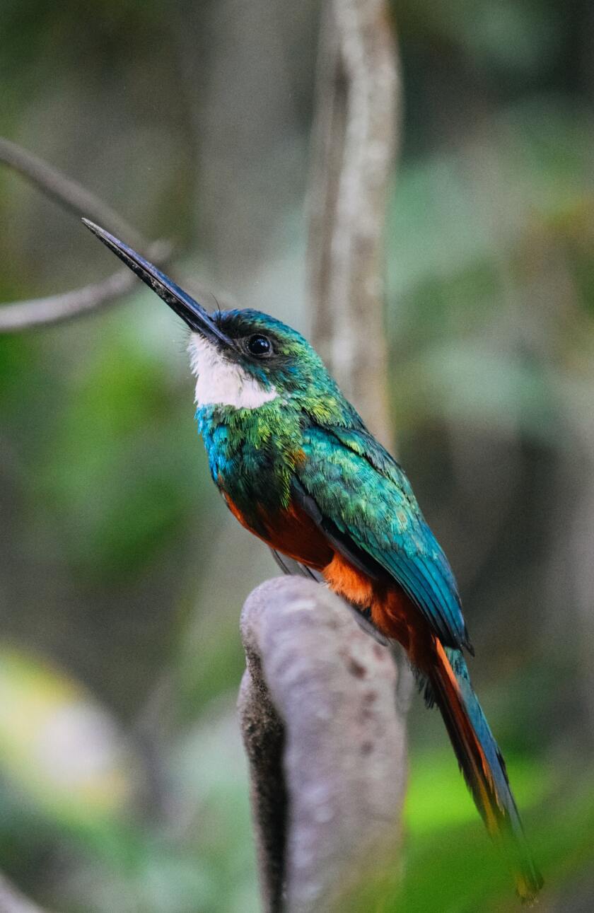 A green hummingbird.