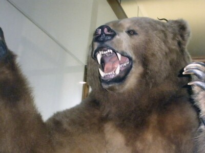 kodiak bear.jpg
