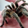 spider on a hand.jpg
