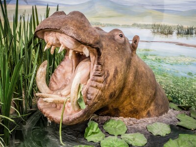 hippo.jpg