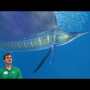 Sailfish