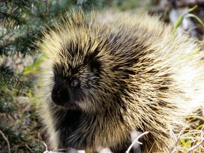 porcupine.jpg