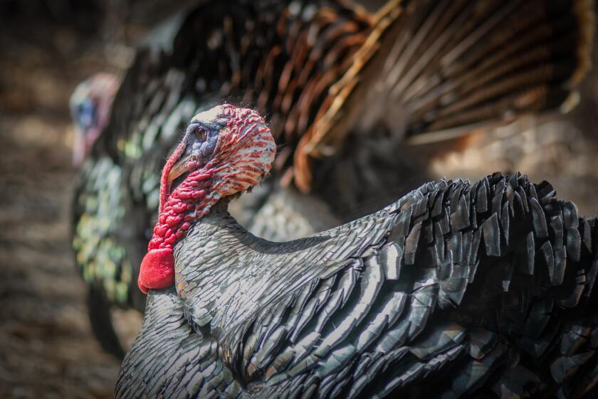 A grey and black turkey is in focus in the foreground, while another one stands next to it in the background.