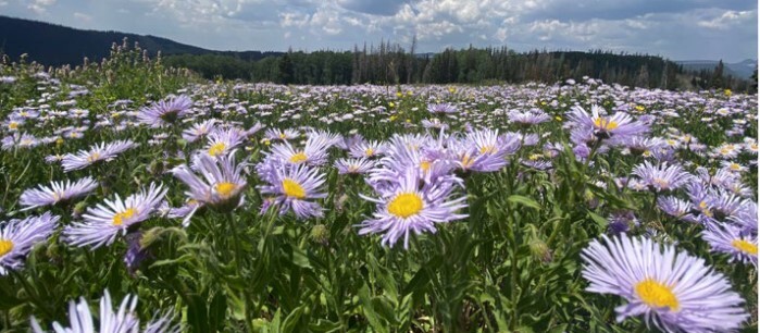 Purple flowers