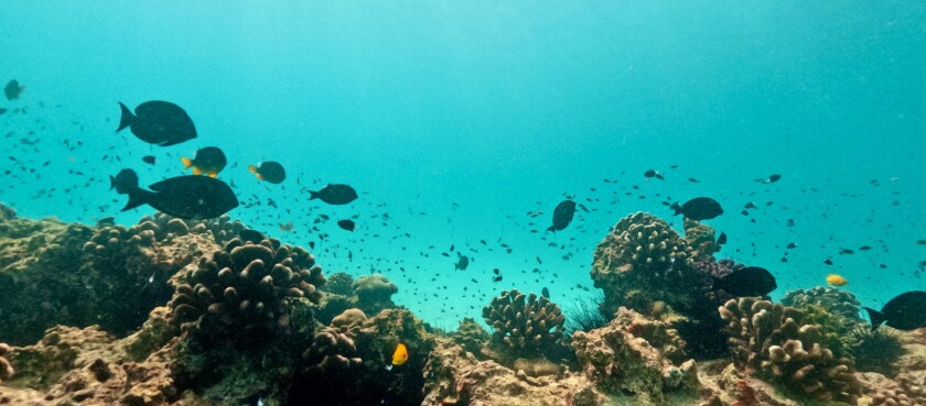 Fish swimming around a reef