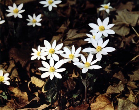 BLOODROOT