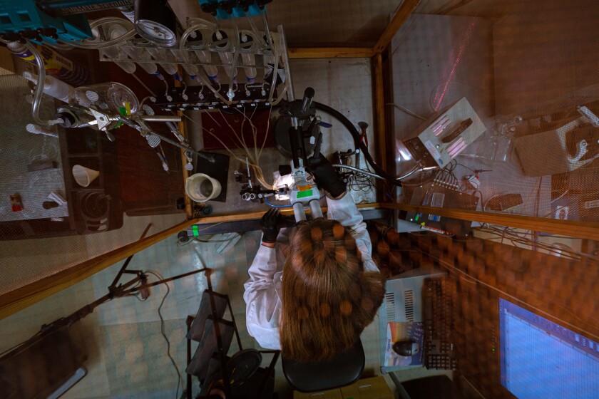 A top down view through a light brown mesh material of small cubicle enclosed on three sides with glass. Eight vials hung higher up feed into smaller tubes that twist together towards the white microscope. A student with straight light brown hair, wearing black gloves and a white lab coat, leans over to look into the microscope, her right hand adjusting the microscope.