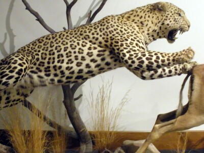 Leopard.jpg