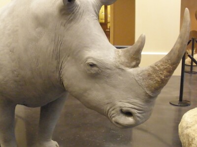WhiteRhino.jpg