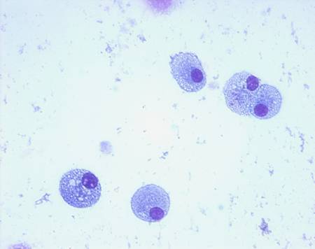 macrophages (1)