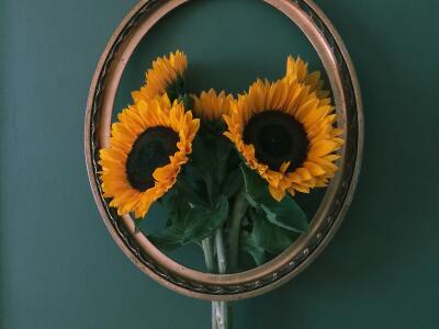 Sunflowers in a Picture Frame
