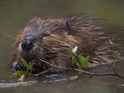 beaver.jpg