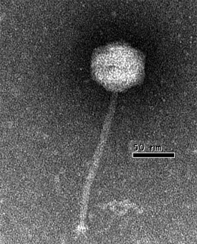Phagepicsmall.png