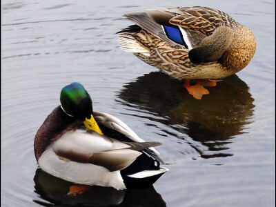 Mallard Duck.jpg