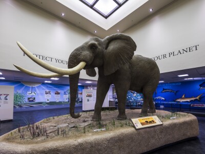 elephant protect your planet.jpg