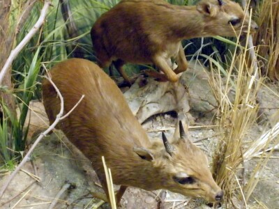 DikDik.jpg