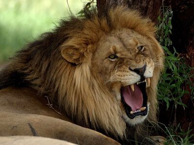 Lions.jpg