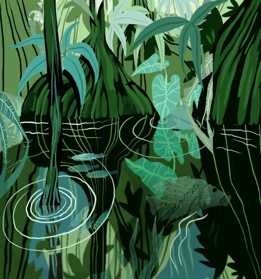 Green and blue illustration of Costa Rican vines, ferns, and trees reaching into rippling water, with large and small fish underneath the surface.