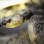 snake close up.jpg