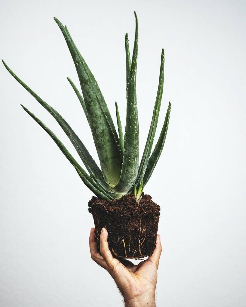 A hand holds up an unpotted aloe plant.