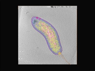 Electron cryotomography of an intact Bdellovibrio bacteriovorus cell
