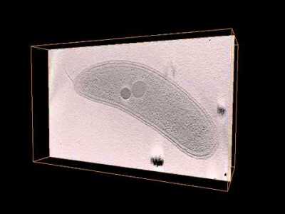 C. crescentus Chemoreceptor Arrays