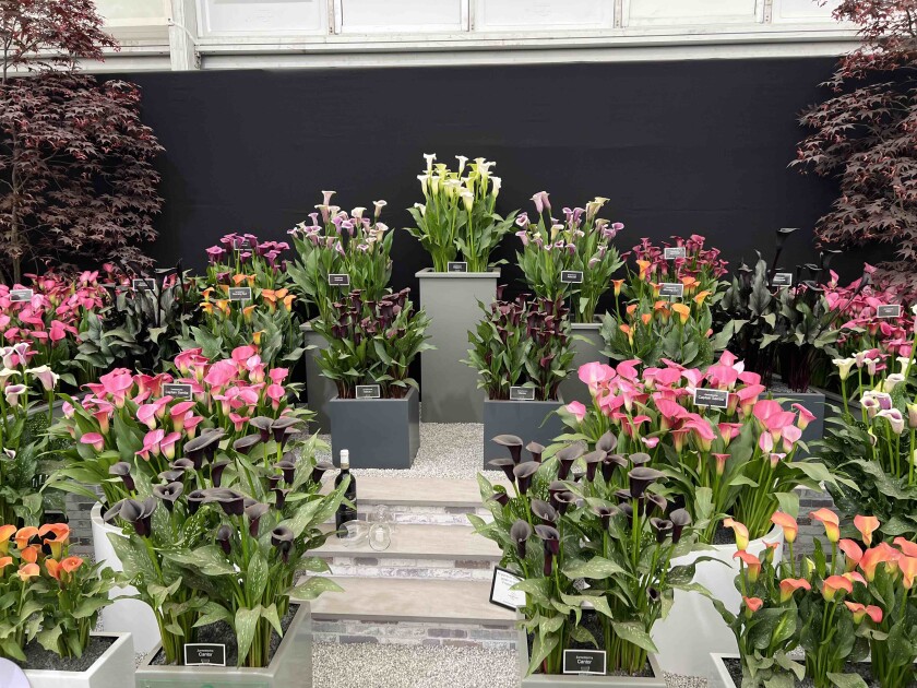 Chelsea garden show London.jpg