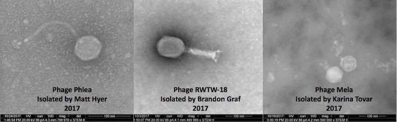 enterobacteriaceae.jpg