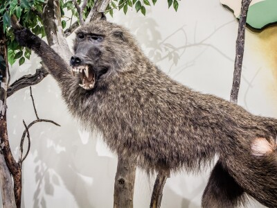 Baboon.jpg