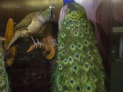Bird-Gallery peacock.jpg
