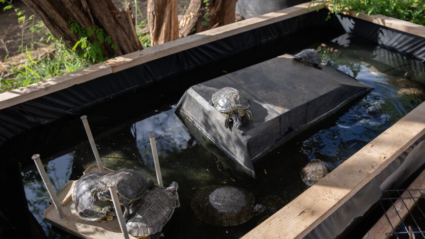 A couple of tortoises pictured in a mini wooden pool.