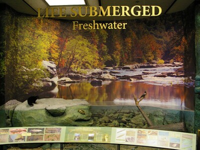 Life-Submerged freshwater exhibit.jpg