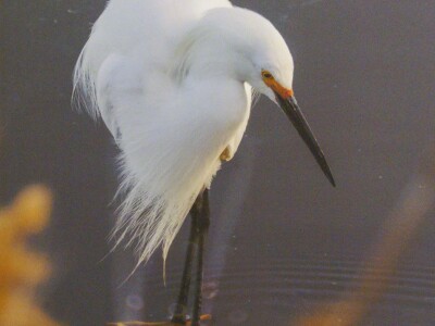 crane in water.jpg