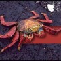 crustaceans.jpg