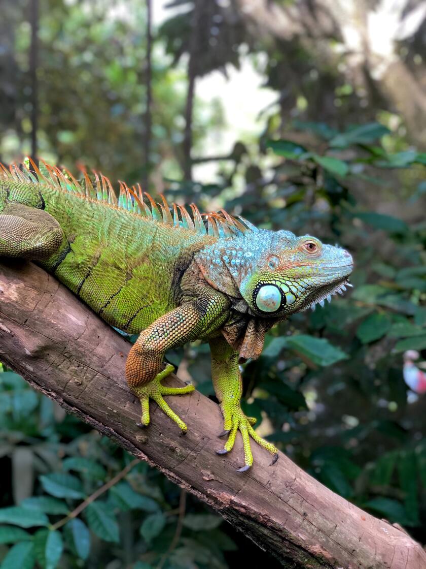 iguana3.jpg.