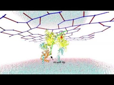 Simulations of Bacterial Cell Wall Synthesis