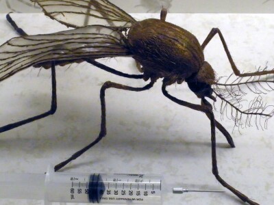 Mosquito.jpg