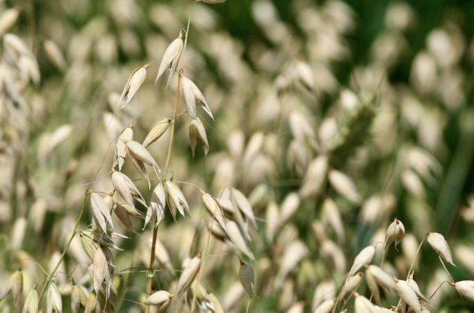 Maturing oat panicles in a Swedish field