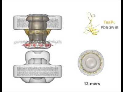 Process of building a working model of the type IV pilus machine