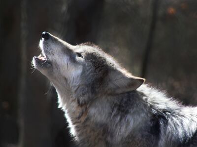 gray wolf.jpg