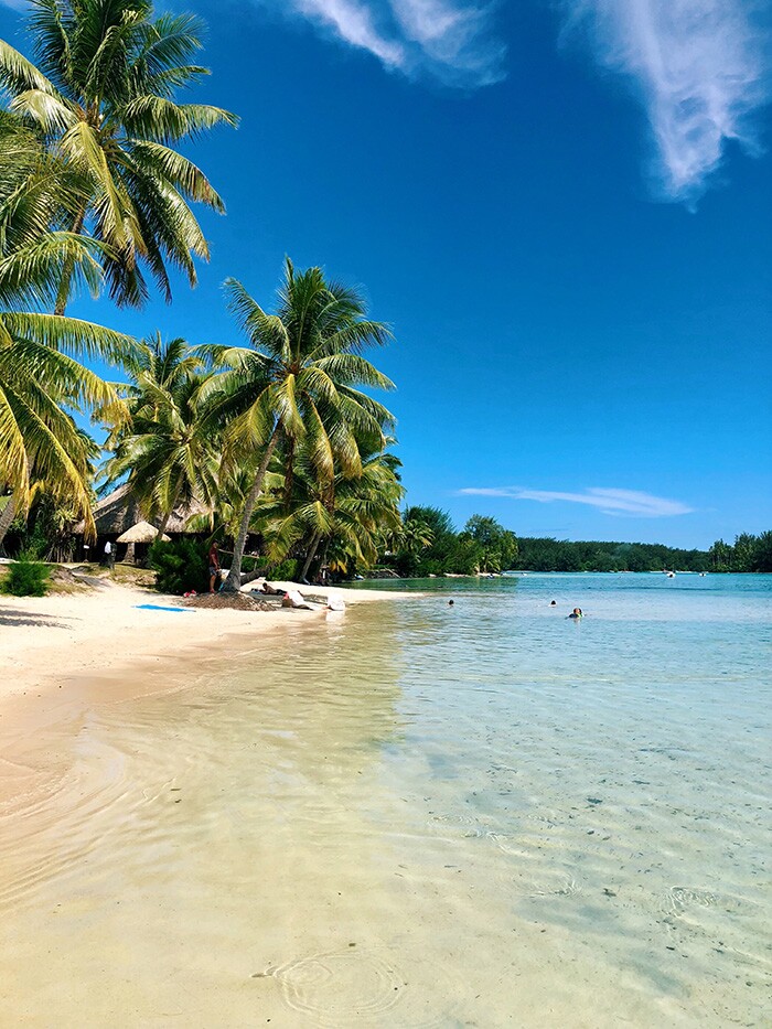a beach with palm trees
