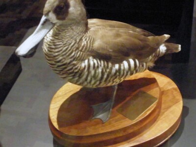 Pink-eared Duck.jpg