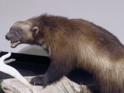Wolverine.jpg