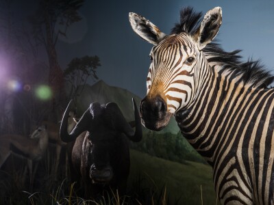 Zebra.jpg