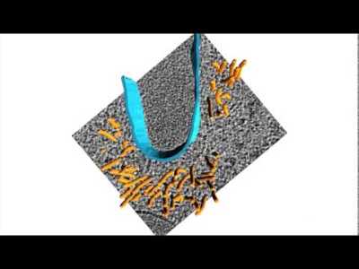 Electron cryotomography of the actomyosin ring in Schizosaccharomyces pombe