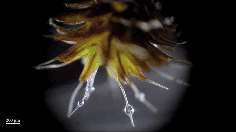Plant Drinking Water