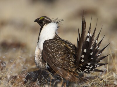 Sage Grouse.jpg