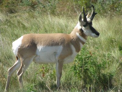 Pronghorn.jpg