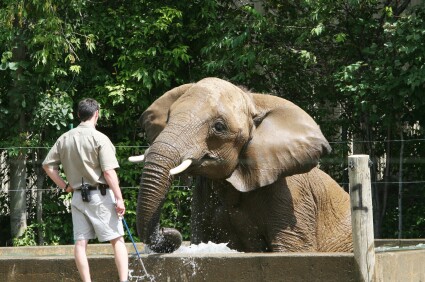 elephant.jpg